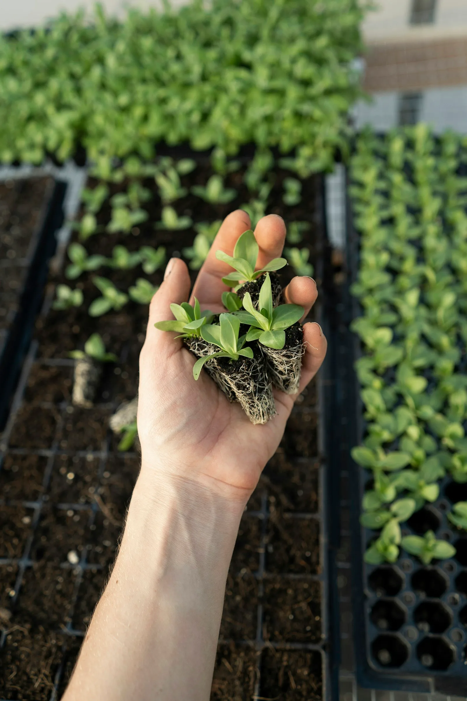 Basil seedlings ready to be transplanted into the growing towers