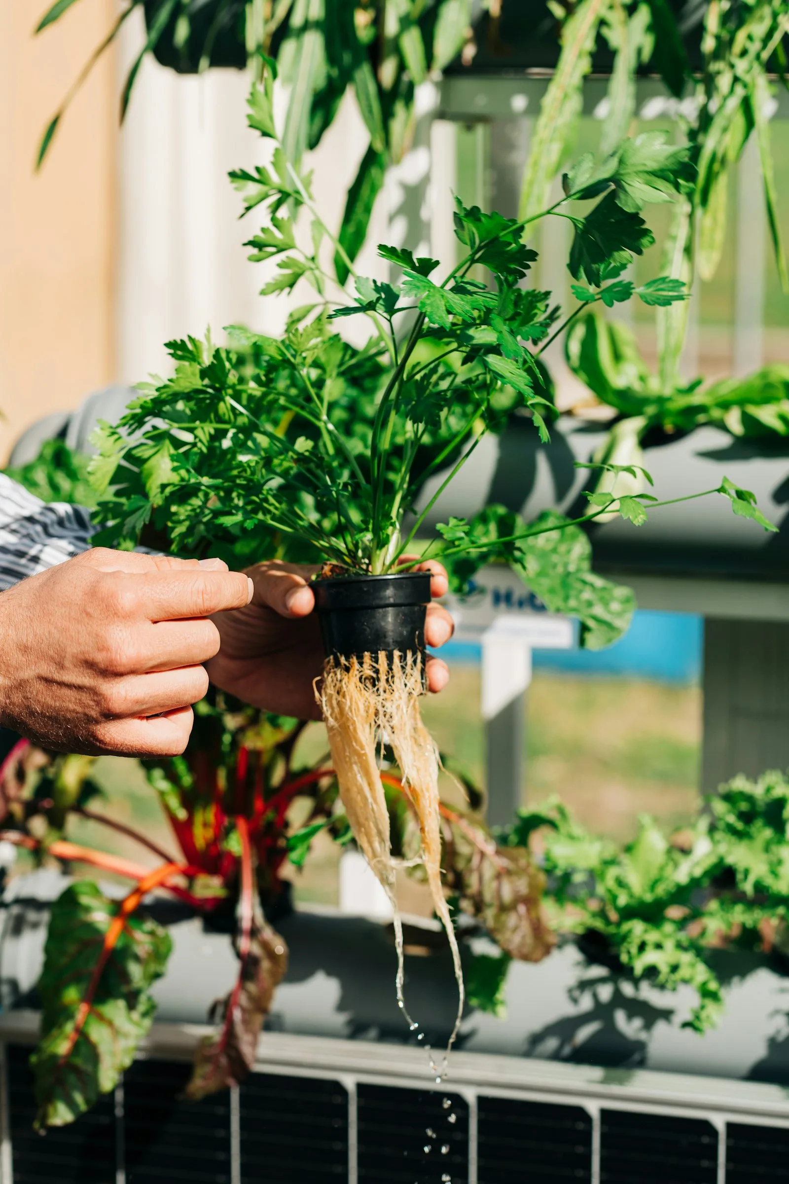 Hydroponic plant with a clean root ball, no substrate