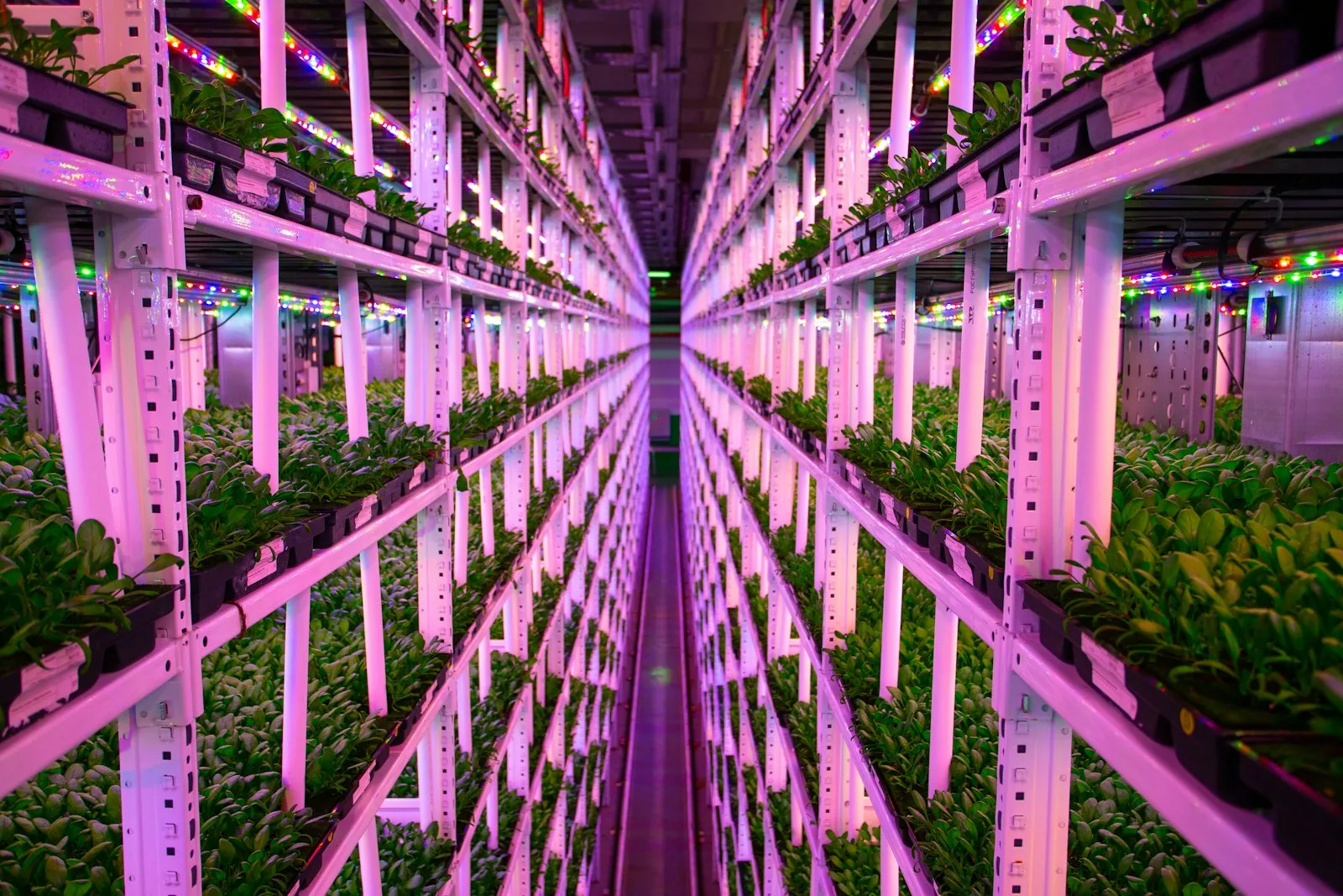 AuraFarms vertical growing towers in full production