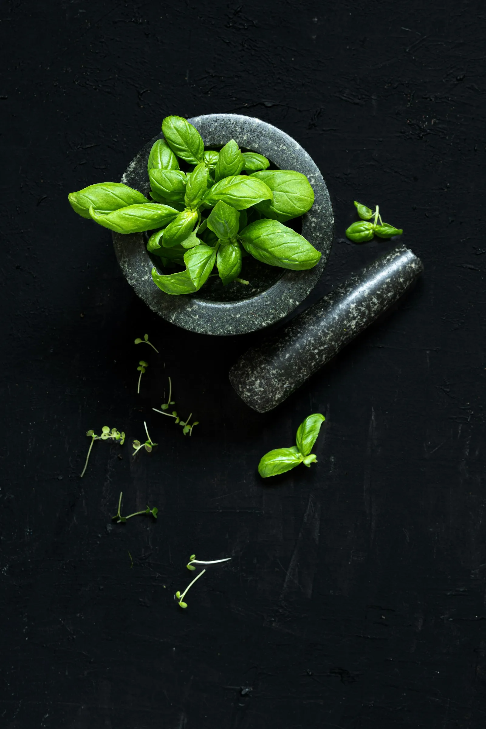 Freshly harvested AuraFarms premium basil