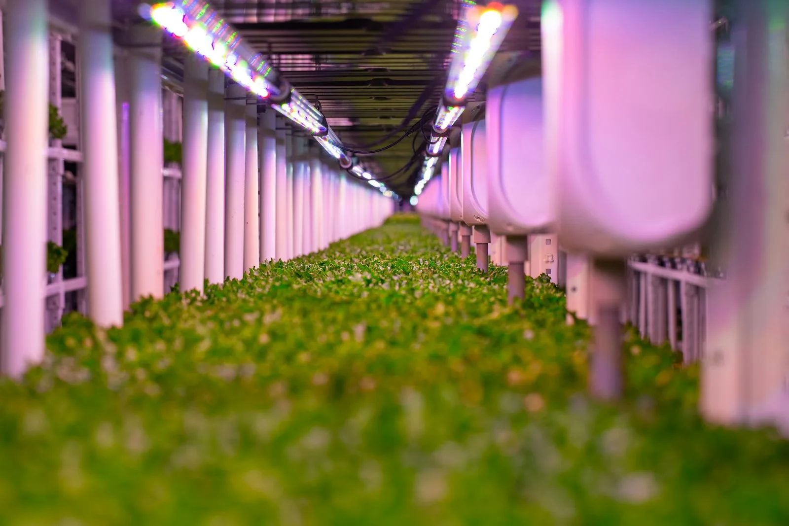 AuraFarms vertical growing room with LED-lit towers