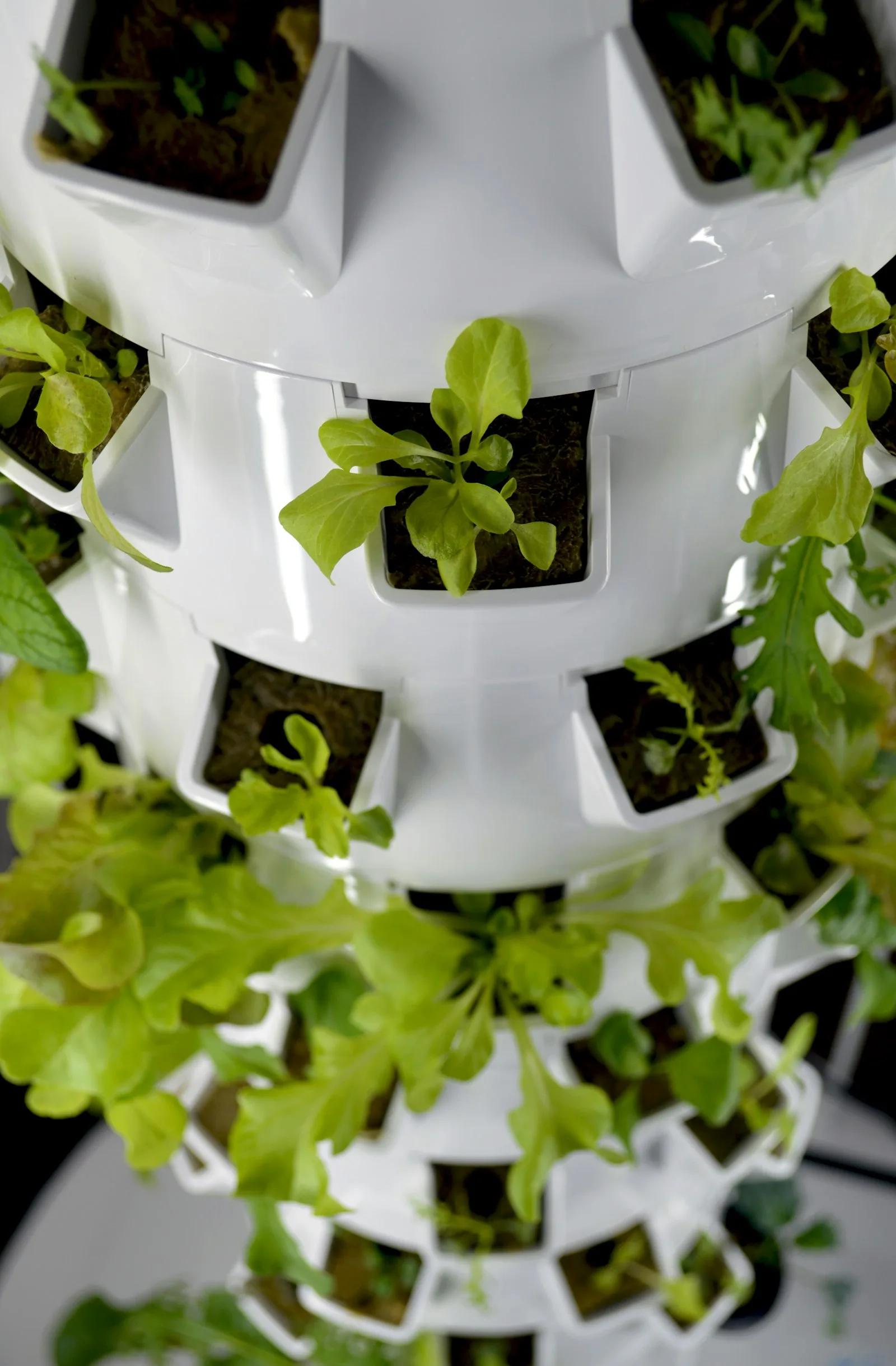 Computer vision system analysing basil leaf development